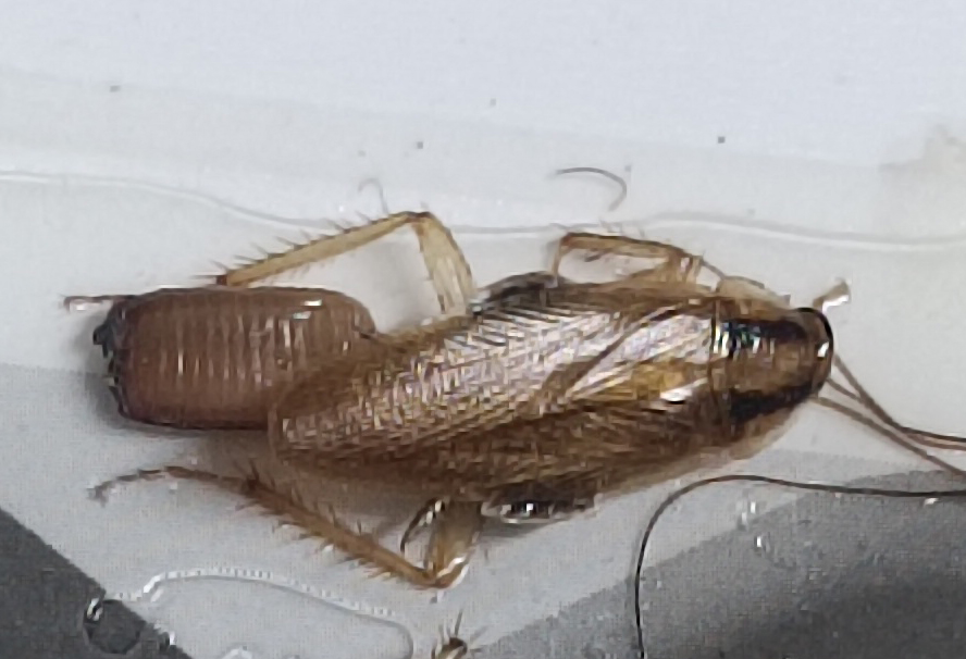 german cockroach